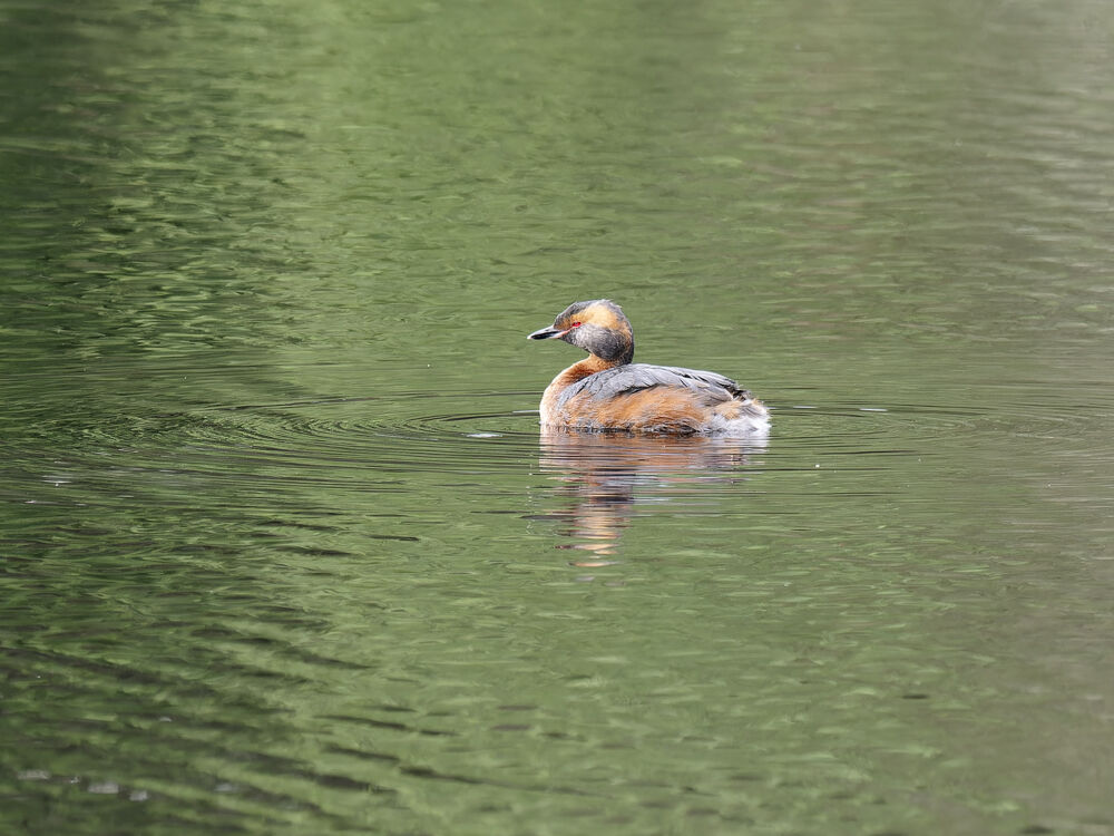 Slavonian Grebe.