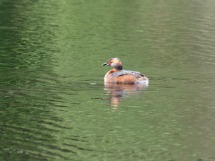 Slavonian Grebe.