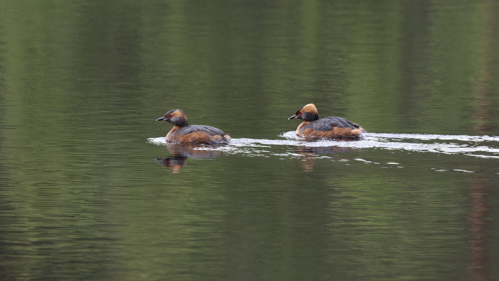 Slavonian Grebe on Uath Lochans.