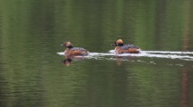 Slavonian Grebe on Uath Lochans.