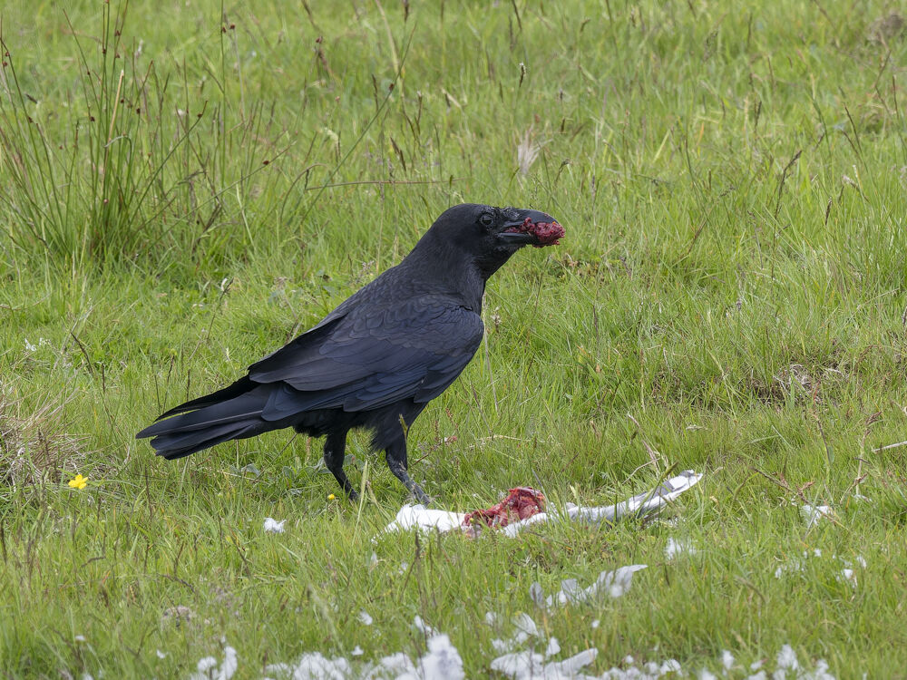 Raven.