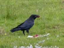 Raven.