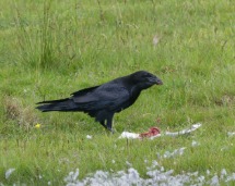 Raven on Carrion.
