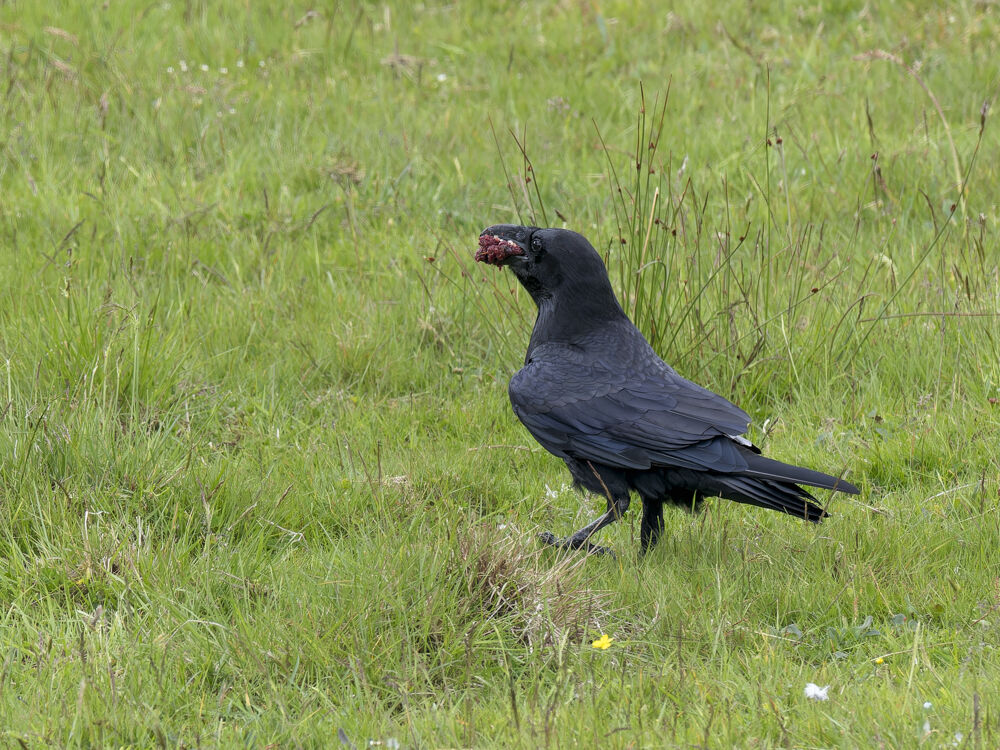 Raven.