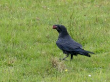 Raven.