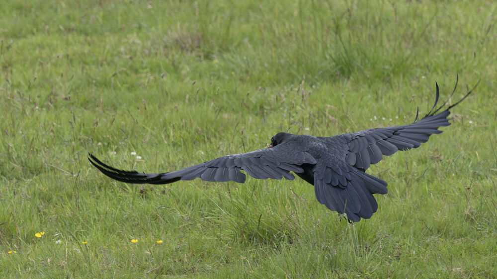 Raven.