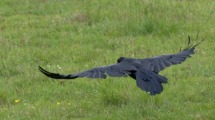 Raven.