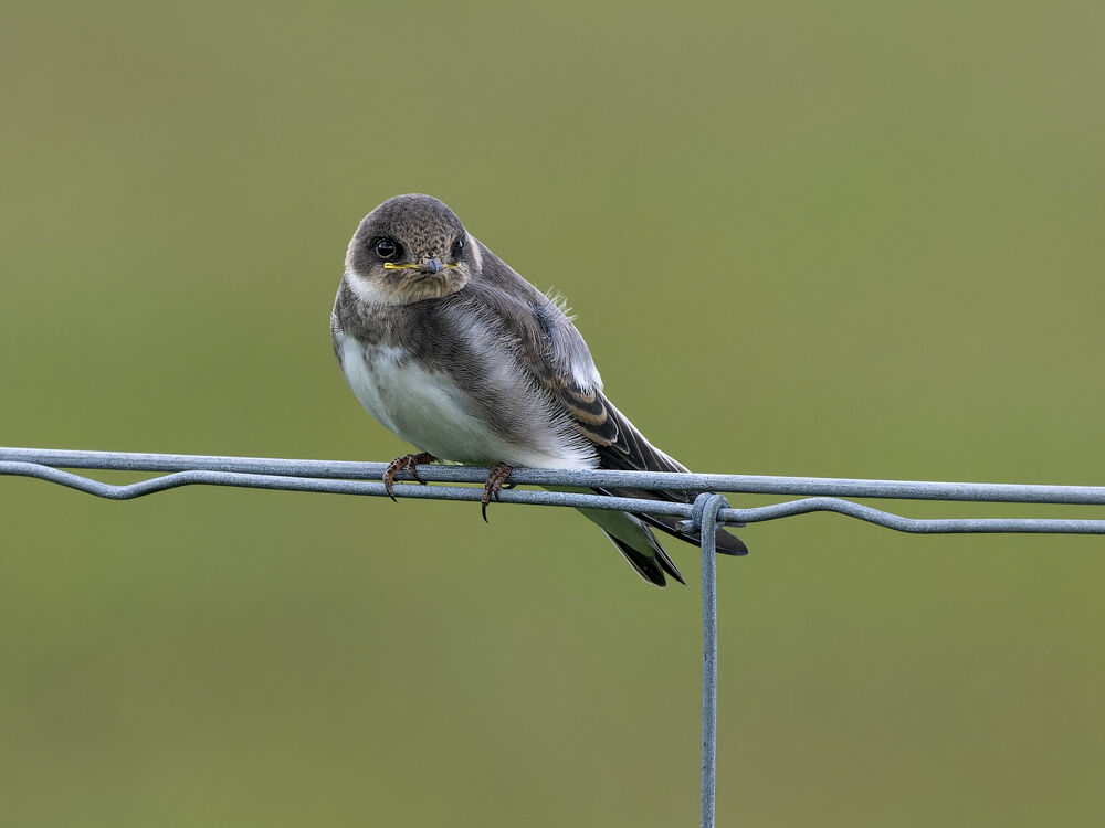 Young Sand Martin.