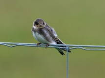 Young Sand Martin.