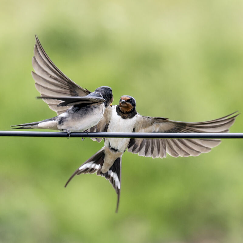 Swallows.
