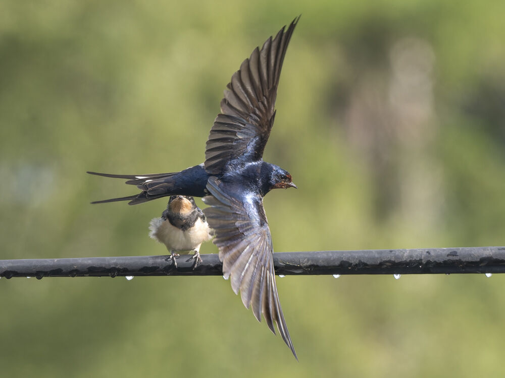 Swallows Feeding.