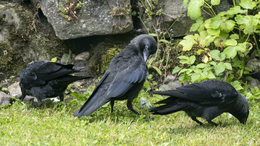 Jackdaws