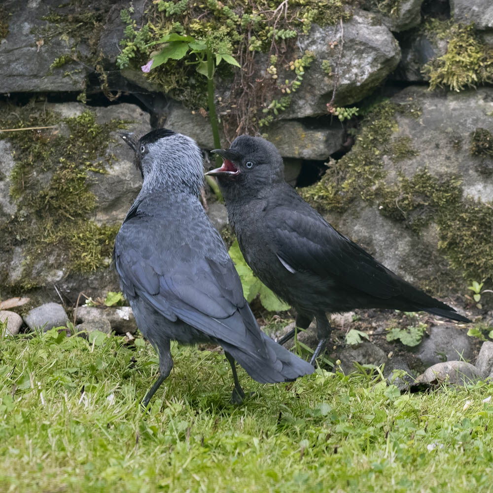 Jackdaws