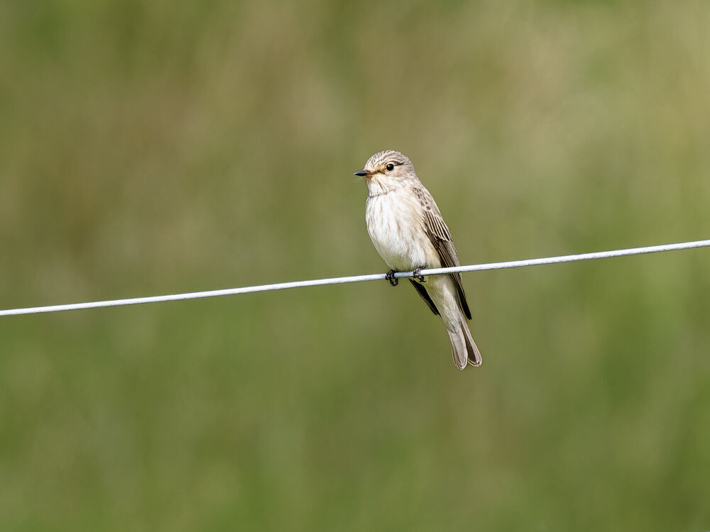 Spotted Flycatcher.