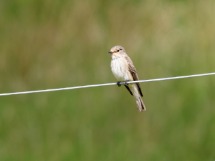 Spotted Flycatcher.