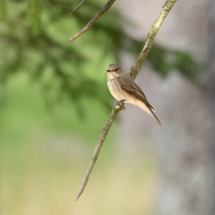 Spotted Fly.