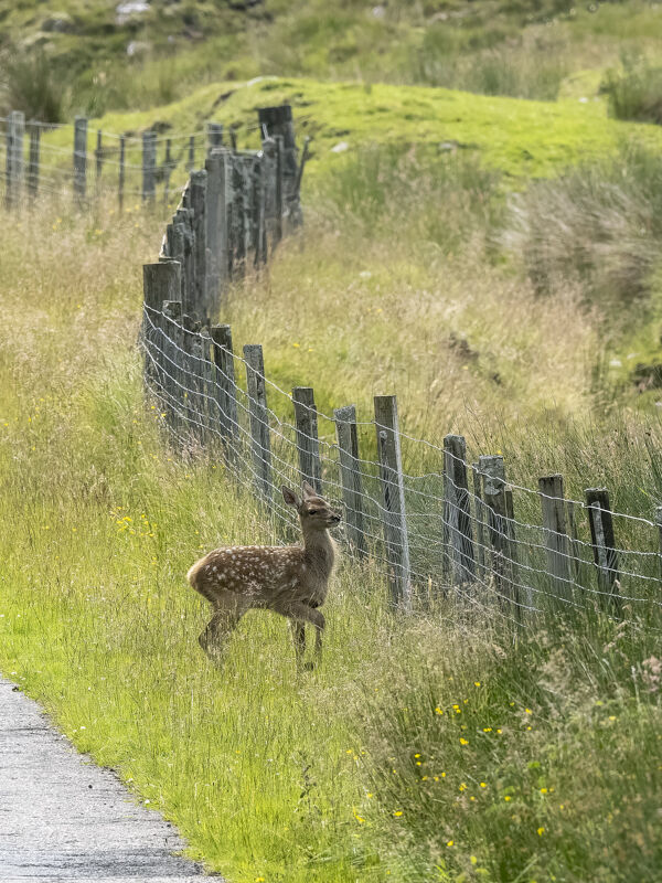 Red Deer Calf.