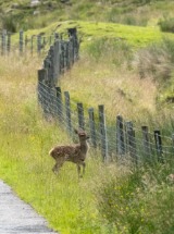 Red Deer Calf.