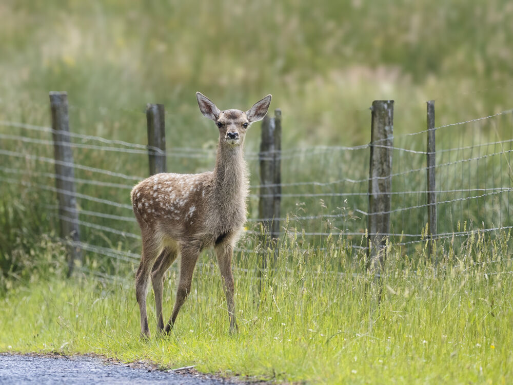 Red Deer Calf.