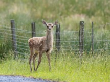 Red Deer Calf.