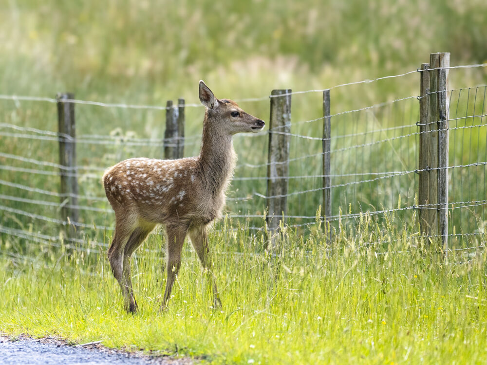 Red Deer Calf.
