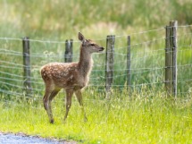 Red Deer Calf.