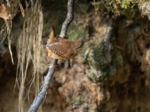 Wren.