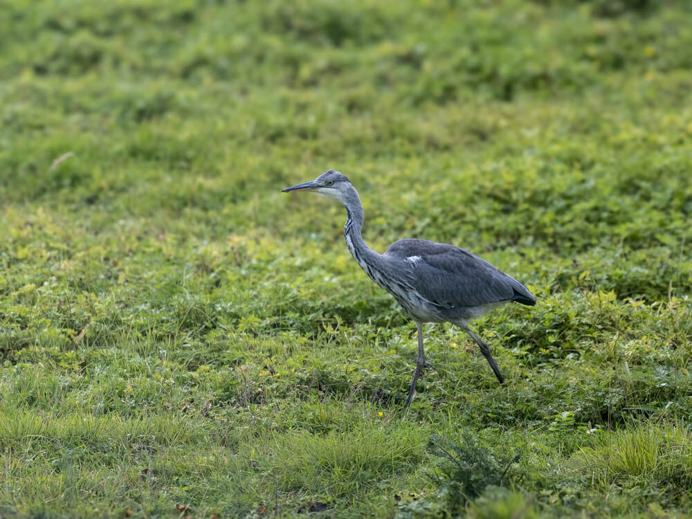 Young Heron