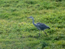 Young Heron