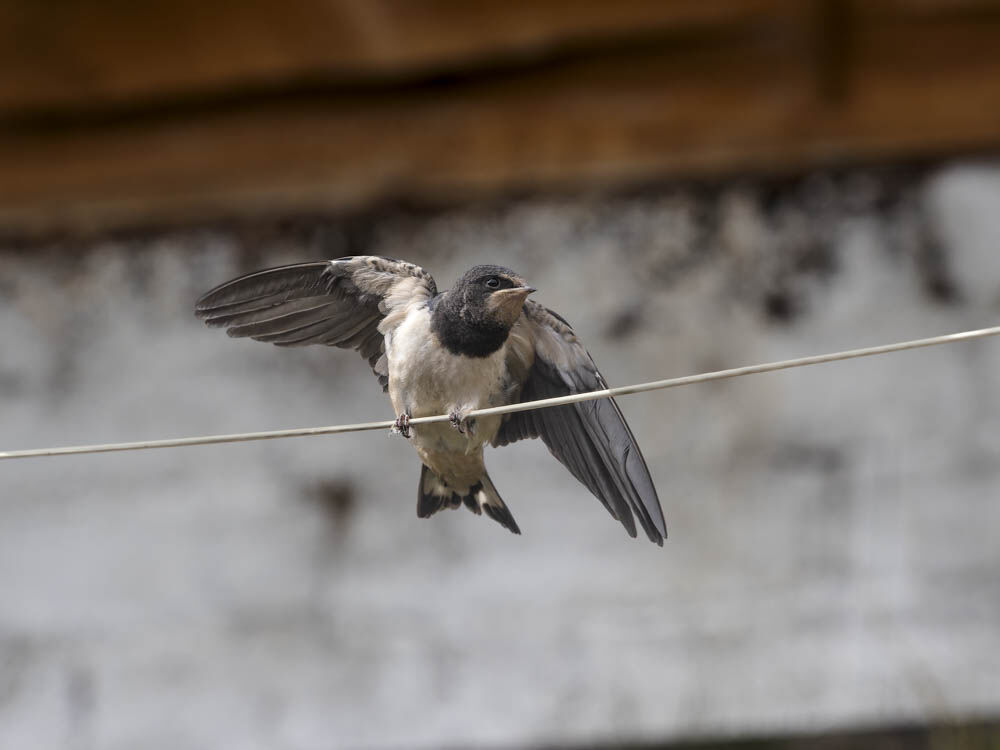 Young Swallow.