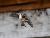 Young Swallow.