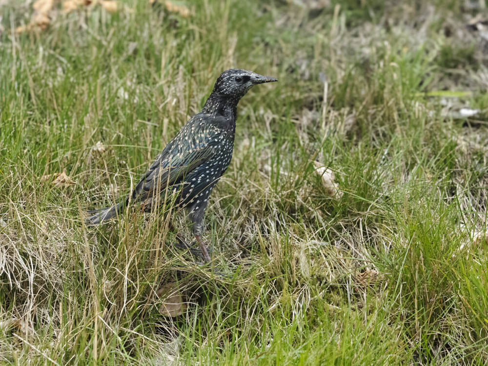 Starling.