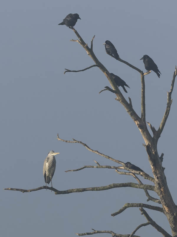 Heron and Rooks.