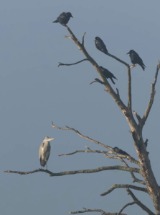 Heron and Rooks.