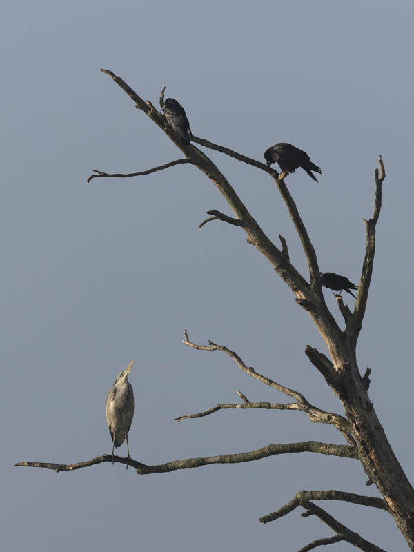 Heron and Rooks.