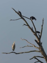 Heron and Rooks.
