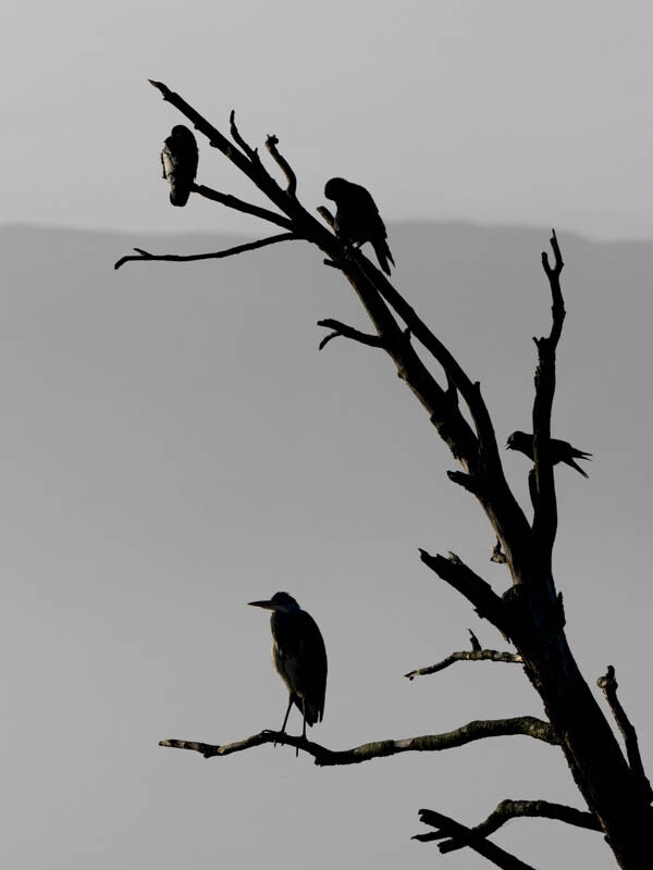 Heron.
