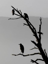 Heron.