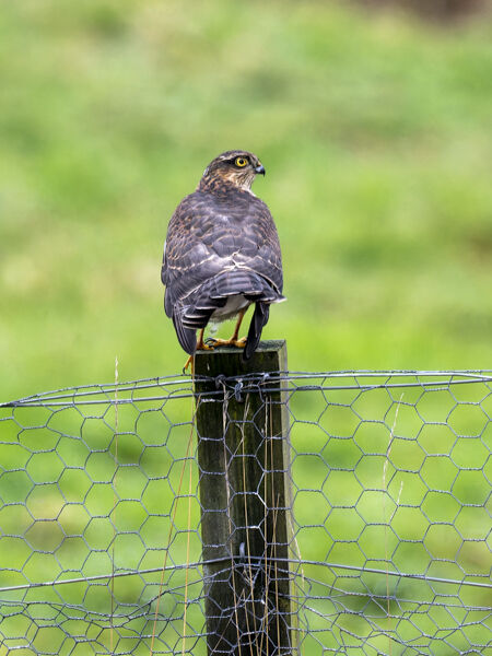 Sparrowhawk.