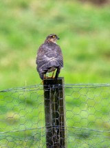 Sparrowhawk.
