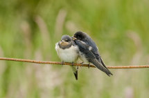 Swallows Feeding