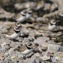 Waders at Goldcliff