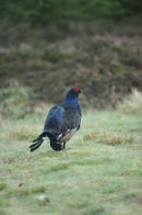 Coniferous Wildlife