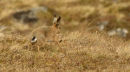 Hares and other Mammals