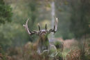 Fallow Deer