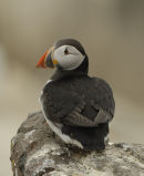 Farne Island Fiasco