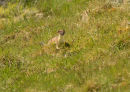 Stoats