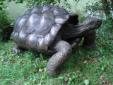 Bronze galapagos tortoise