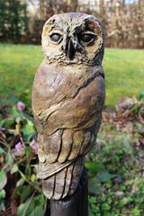 Tawny Owl