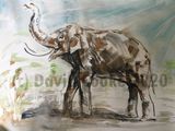 Elephant at Chester - Original water colour A2
